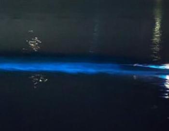 Bioluminescent Night Paddling Bioluminescent Night Paddling