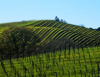 Visit Wine Country