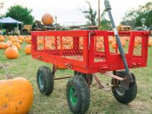 Pumpkin Patch_Sonoma County