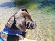 River Dog! River Dog!