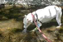 Austin Creek is Dog-Approved.