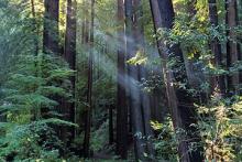 Living in Redwoods is Amazing.